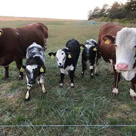 Casa vacanze Knaldhytten Blåvand